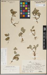 Foto von Salix lanata L.